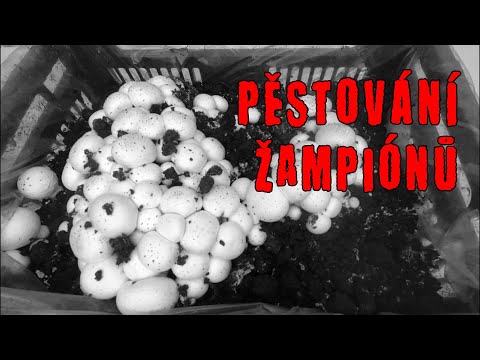 Video: Jak Pěstovat žampiony Na Letní Chatě