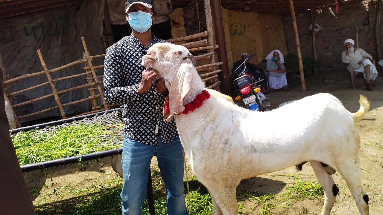 wednesday Latest Update Lahore Bakra Mandi Shahpur Kanjra Desi beetal Bakre Rajanpuri Breeder Lahore