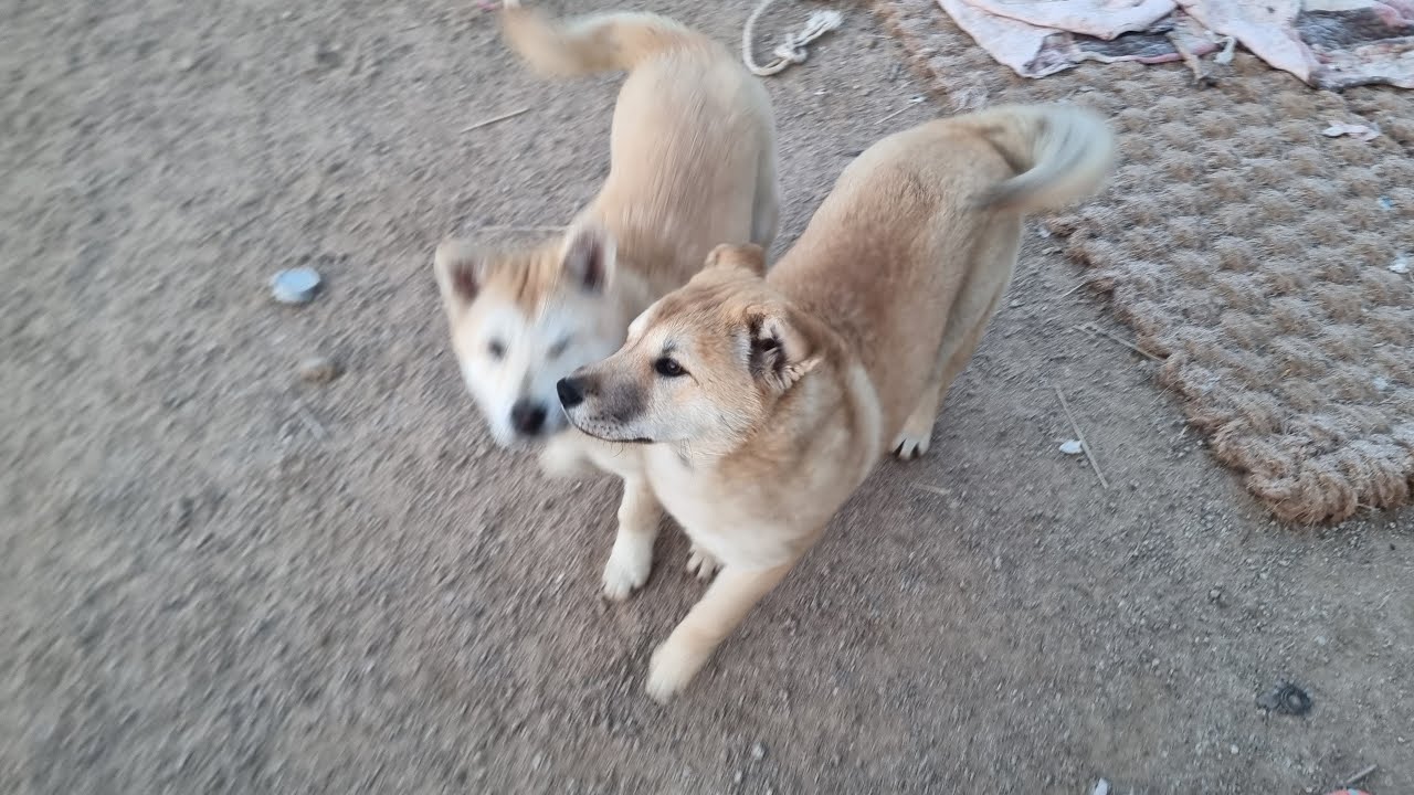 개들과 즐거운 곳-개병대