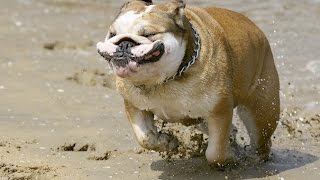 9 Funniest Bulldog Videos [NEW]