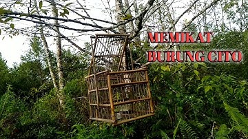 Memikat Burung Cito pake sangkar pikat/jebakan