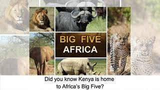 Kenyas Big Five And The Wildlife That Shares Its Landscapes