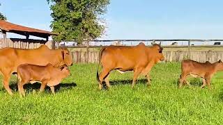 VACAS SINDI PC - A VENDA - Paridas de macho PO