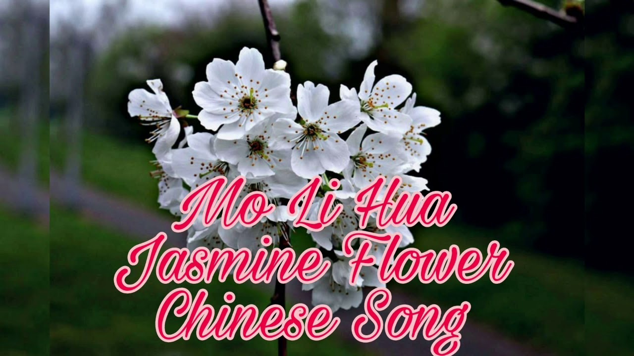 Mo Li Hua Jasmine Flower Chinese Song Youtube