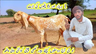 makhi cheeni A+ quality wali pathe مکھی چینی رنگدار پٹھیں |Bakra mandi hasilpur