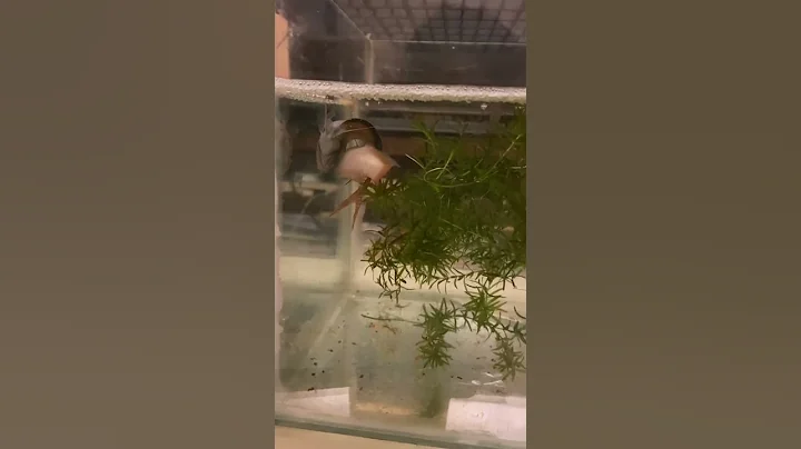 蓋斑鬥魚生寶寶 - 天天要聞