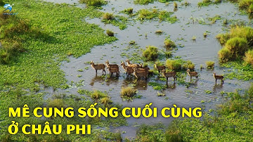 Dòng Nước Hoang Dã – Vùng Đất Vĩ Đại Nhất Của Sông Nile | Thiên Hà TV