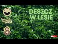 Deszcz w lesie - szum deszczu w sercu lasu - ukojenie na gonitwy myśli - DŹWIĘKOTERAPIA BEZSENNOŚCI