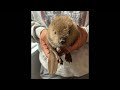 Baby beaver update