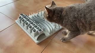Cat vs Food game😺 My funny kitten has fun eating 😻😻 by Pet Show TV 953 views 4 weeks ago 1 minute, 21 seconds