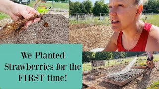 We planted STRAWBERRIES for the FIRST time! | Farm vlog | Homesteading