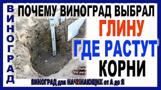 видео: 🍇  Где растут корни винограда! Там же глина! И почему это не верхний плодородный слой? картинка: 🍇  Где растут корни винограда! Там же глина! И почему это не верхний плодородный слой?