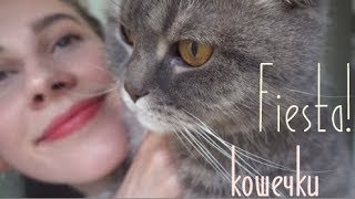 Fiesta! : кошечки Fiesta! : кошечки