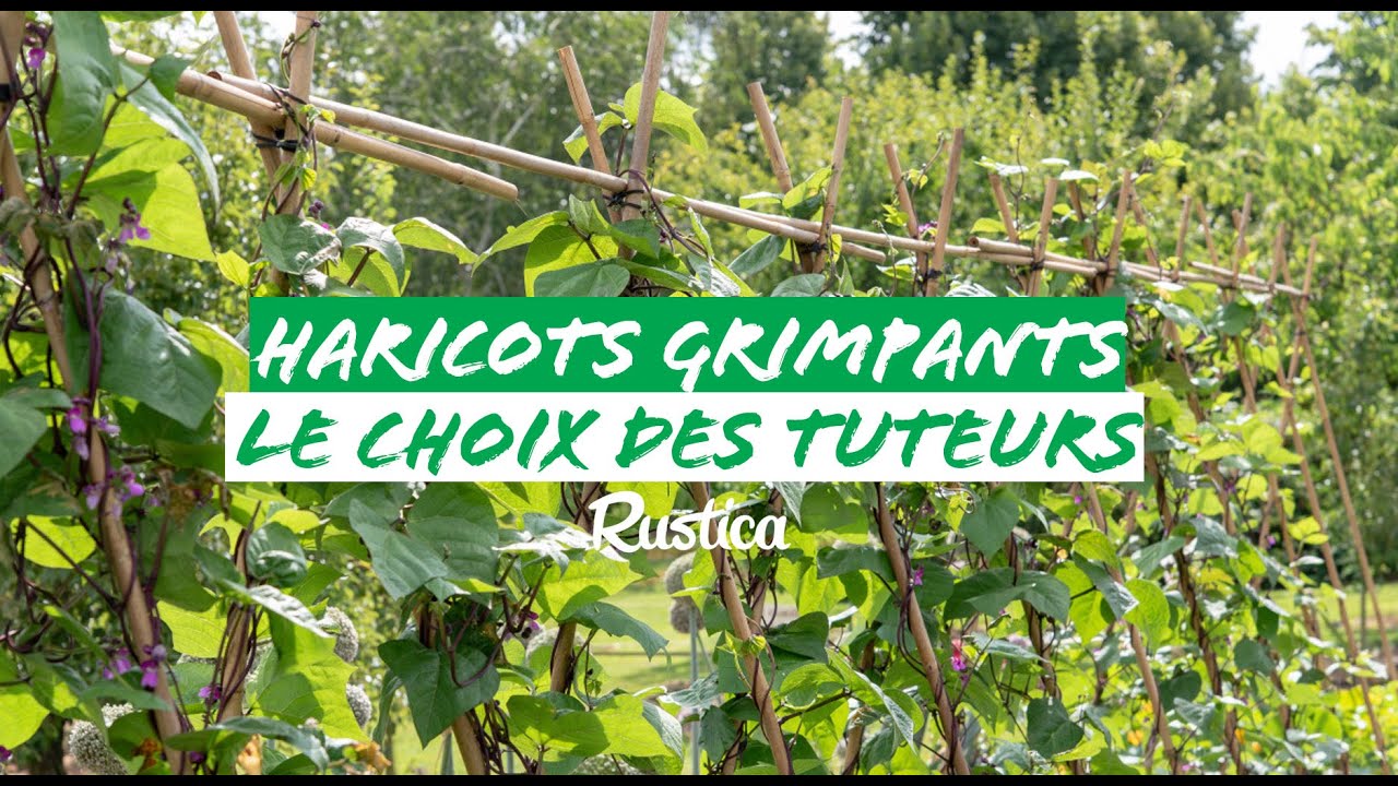 Tuteurer les haricots à rame YouTube — free download