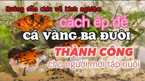 hướng dẫn cách ép đẻ CÁ VÀNG BA ĐUÔI | tất tần tật cho người mới tập nuôi THÀNG CÔNG 👍👍👍