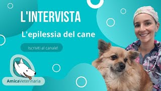 Epilessia nel cane: cause, diagnosi e terapia