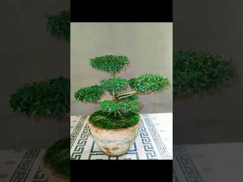 Bonsai ბონსაი