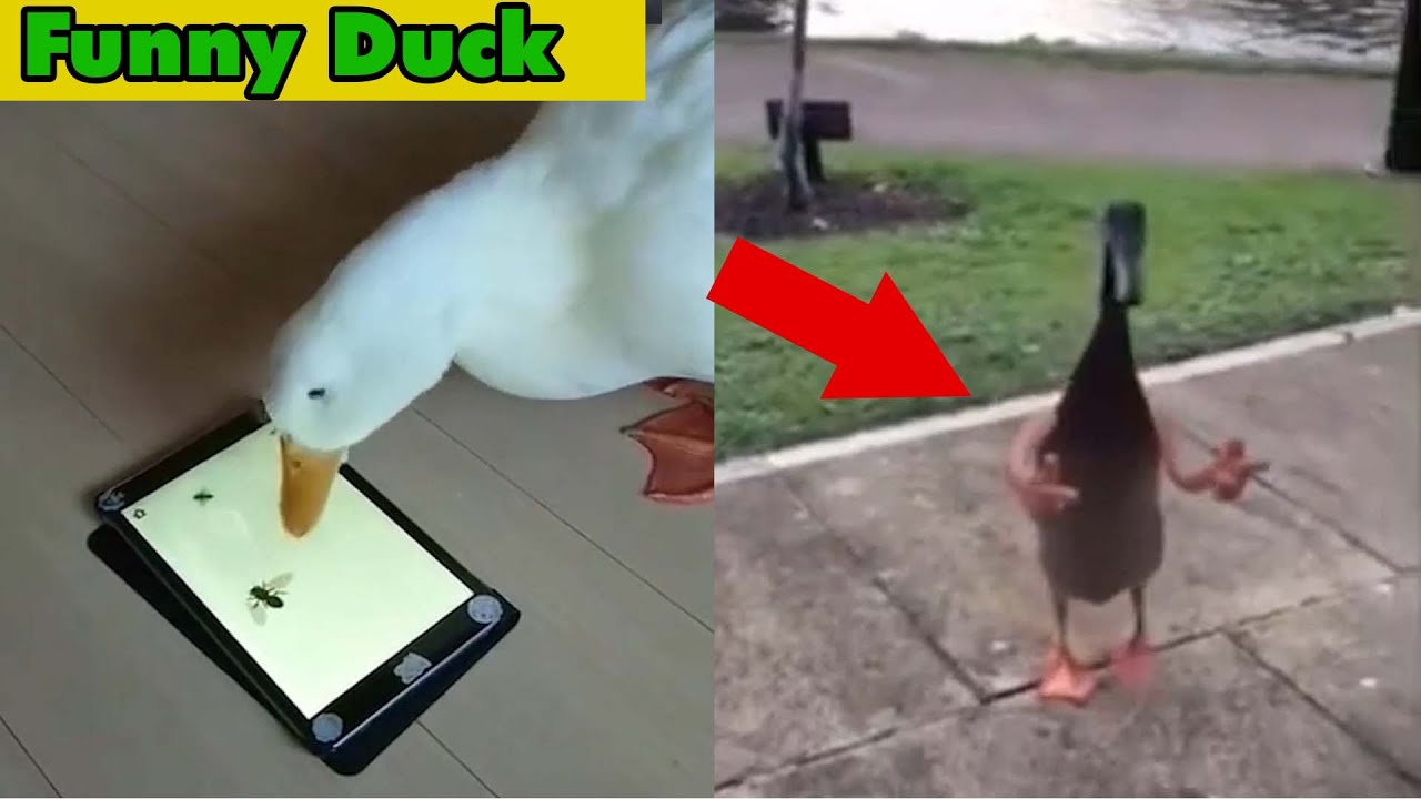 Funniest Ducks Tiktok Video chasing kids 2021 Max Cute animals YouTube