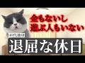 【猫ミーム】独身男性の退屈な休日