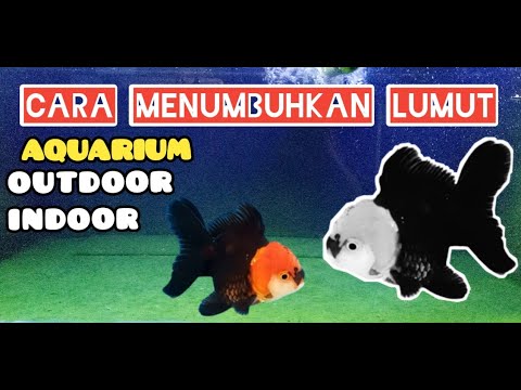 Video: 5 Radio Indah Untuk Rumah dan Kantor Anda