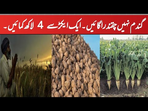 چینی والے چقندر سے متعلقہ زبردست حقائق پہلی دفعہ منظر عام پر ۔ Sugar ...