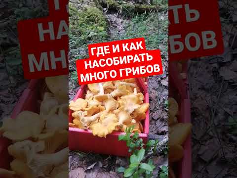 КАК НАЙТИ МНОГО ЛИСИЧЕК В ЛЕСУ // ГРИБНИКИ // КАКАШКИ // ЗВЕРИНЫЕ ТРОПЫ