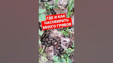КАК НАЙТИ МНОГО ЛИСИЧЕК В ЛЕСУ // ГРИБНИКИ // КАКАШКИ // ЗВЕРИНЫЕ ТРОПЫ