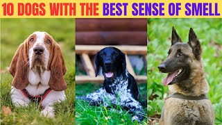 Sniffing Champions: Top 10 Dog Breeds with the Best Sense of Smell @WildfactsExplorernz2gw