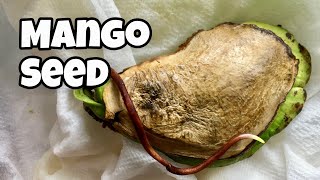 Growing Mango From Seed - Germination To Week 9
