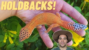 Showing off some HOLDBACKS from 2021-2022 | Tangerines