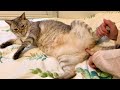 マッサージ中にタマタマを触られた猫の反応が面白過ぎたw