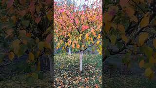 🍁🍂 Осінні барви 🍂🍁