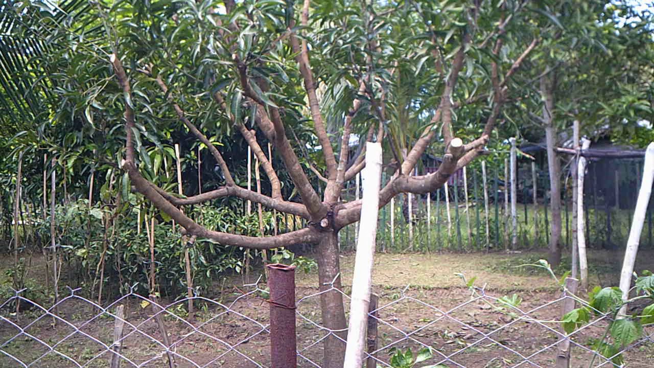 How To Trim A Mango Tree