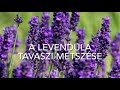 A levendulák tavaszi metszése