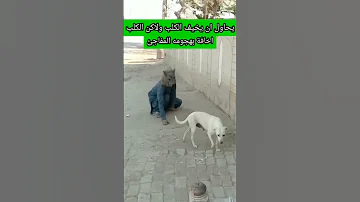يحاول ان يفجع الكلب والكلب مطنش له لحتى كعضلت فنيجه 