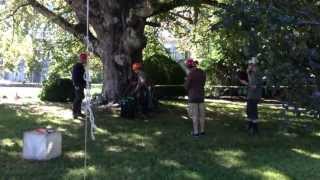 British Columbia Tree Climbing Competition - July 13, 2013