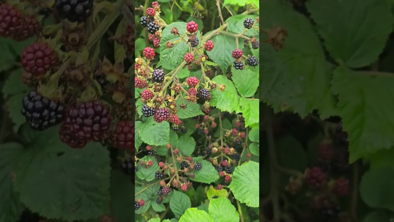 Take Max for a walk and pick some blackberry 