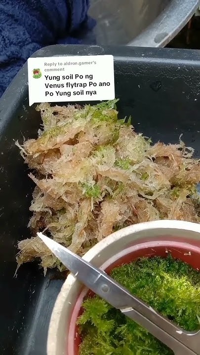 Sphagnum Moss And Carnivorous Plants - YouTube