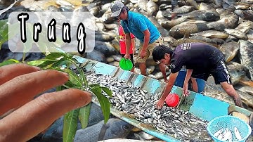 LÚ CÁ RÔ PHI BẮT CUA BIỂN Cá Đối Vuông Tôm Miền Tây