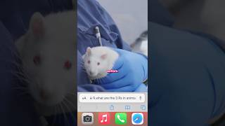 What are the 3Rs in Animal Research? #animalresearch #animalscience #scienceshorts