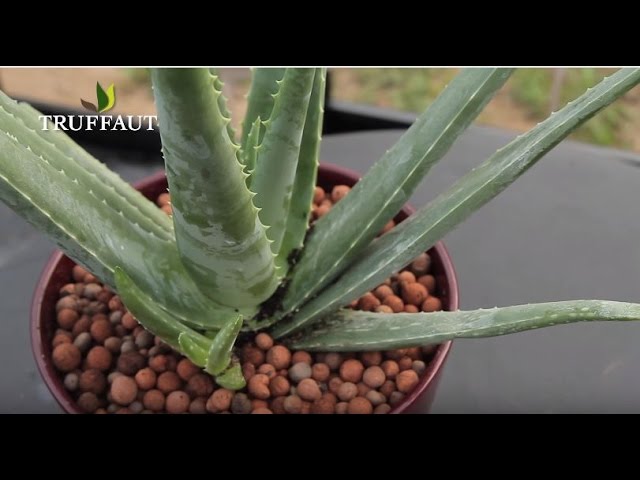 Aloe Vera, Plante D'intérieur Facile D'entretien