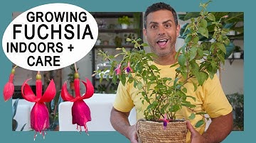 Houseplant Trends 2021: Growing Fuchsia Plants Indoors - Crucial Care and Tips #FuchsiaPlants