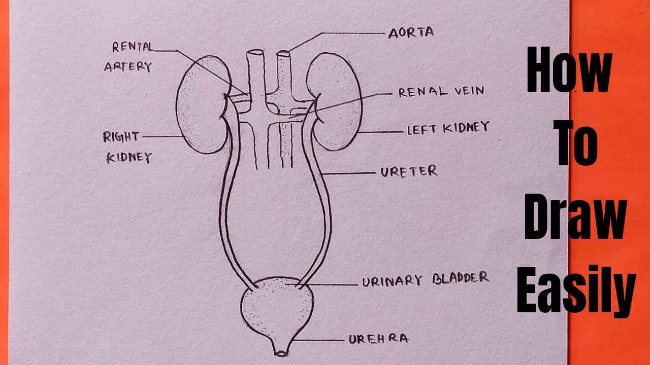 Draw a diagram of the human urinary system and label on it a Kidney b  Ureter c Urinary bladder d Urethra