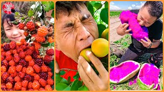Vườn trái cây rau củ quả ở Trung Quốc P4  Ăn tại vườn cực đã 🍉🍈🍇Fruit farms in China