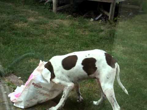funny-english-pointer-looks-for-food