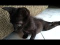 Kitten was crawling to move because of his paralysis