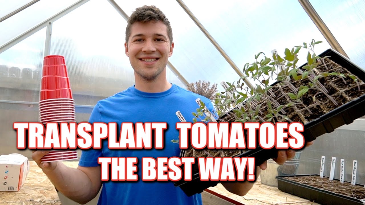 How To Transplant Tomato Seedlings Into Cups After Germination Bury Them Deep Youtube