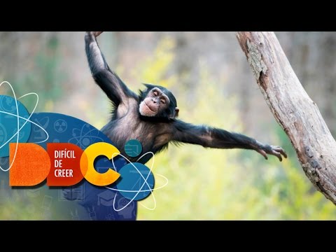 Vídeo: 10 Animales Cuya Existencia Es Difícil De Creer - Vista Alternativa