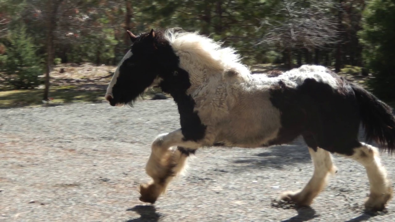 Gypsy/Shire Yearling
