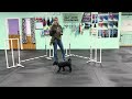 Winston - Why Dog Sports can be Such an Amazing Outlet for your Pup/Dog!